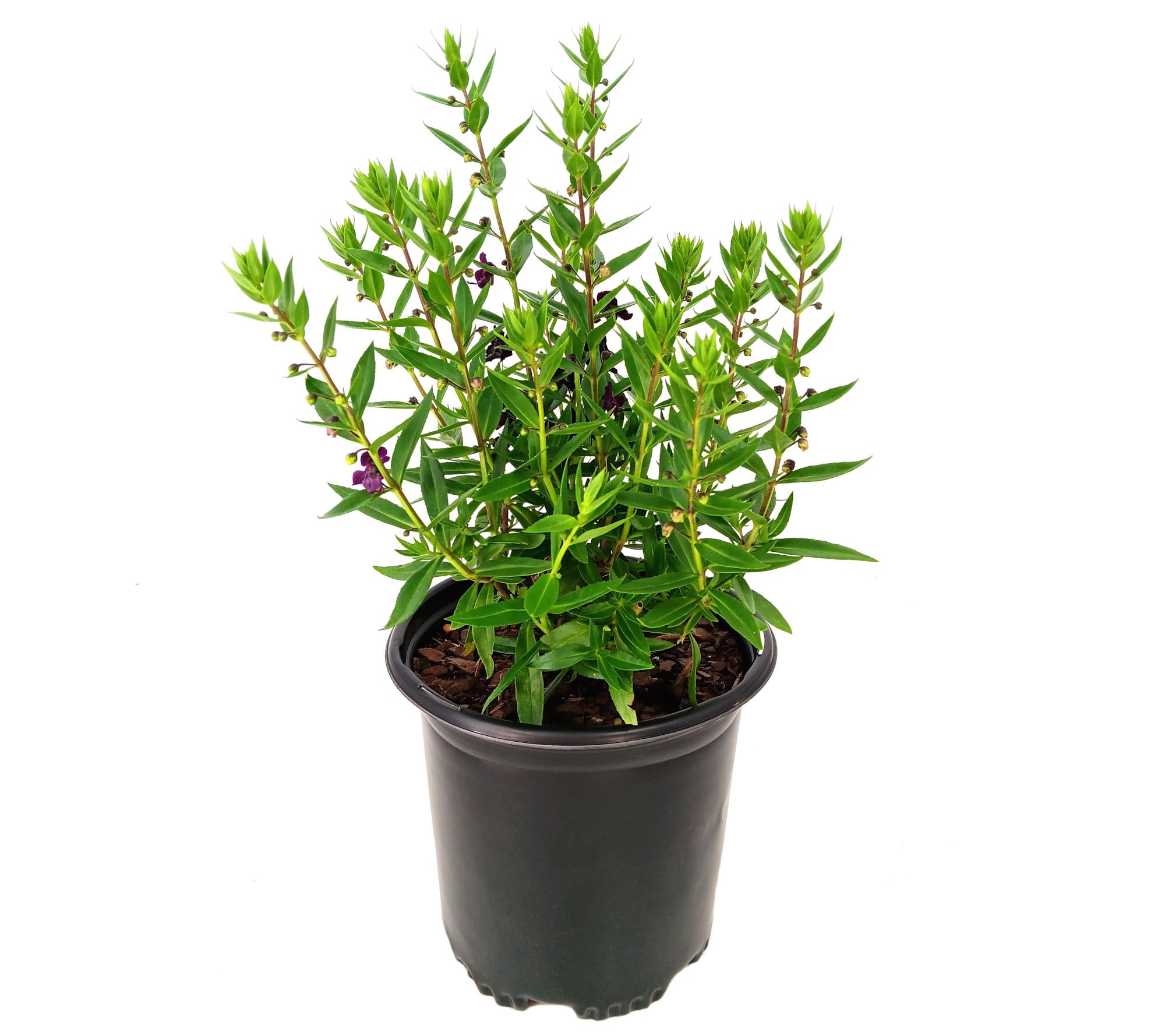 Angelonia 'AngelFlare™ Black' - 1 Gallon Pot