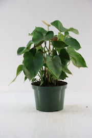 Anthurium White - 6" Pot