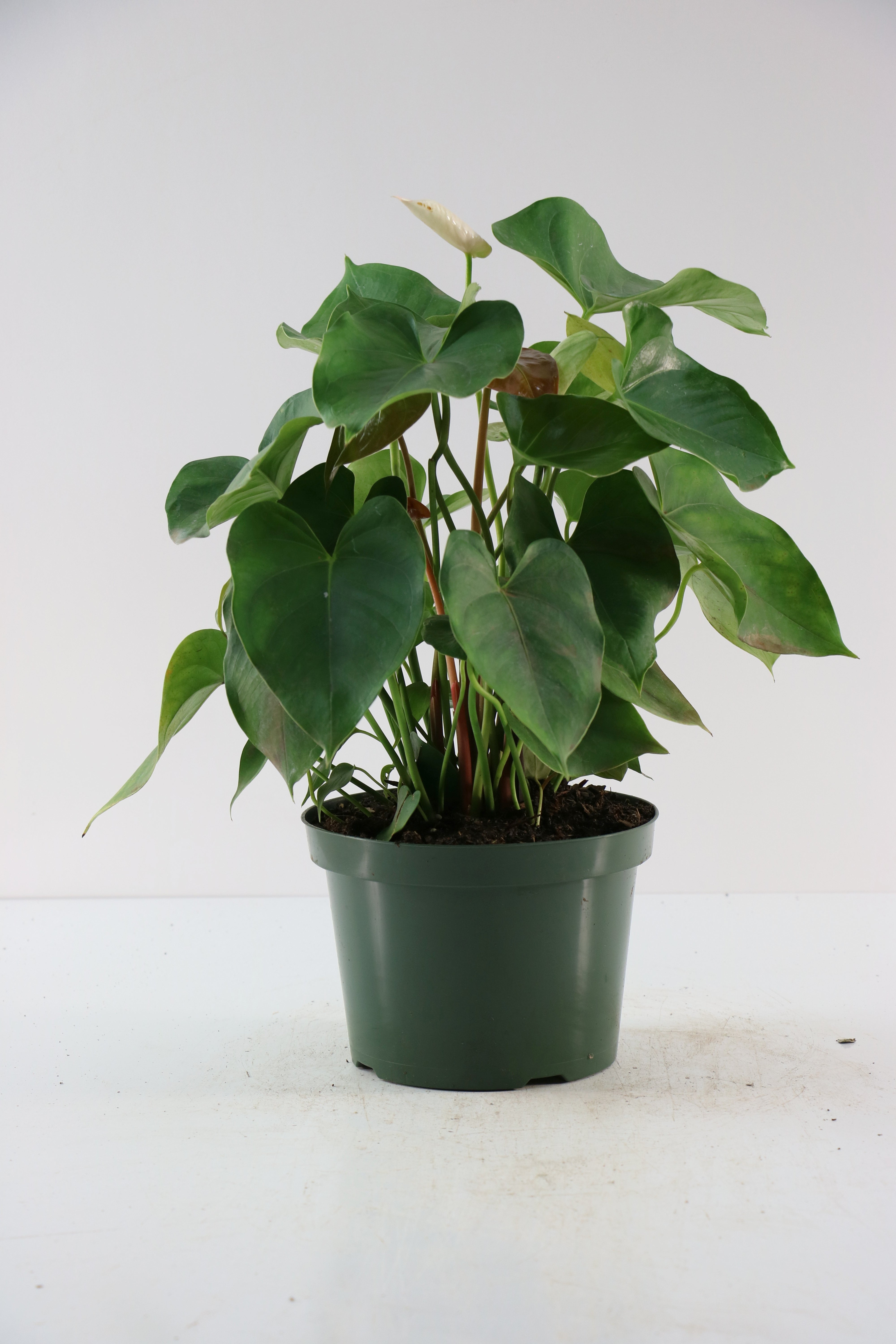 Anthurium White - 6" Pot