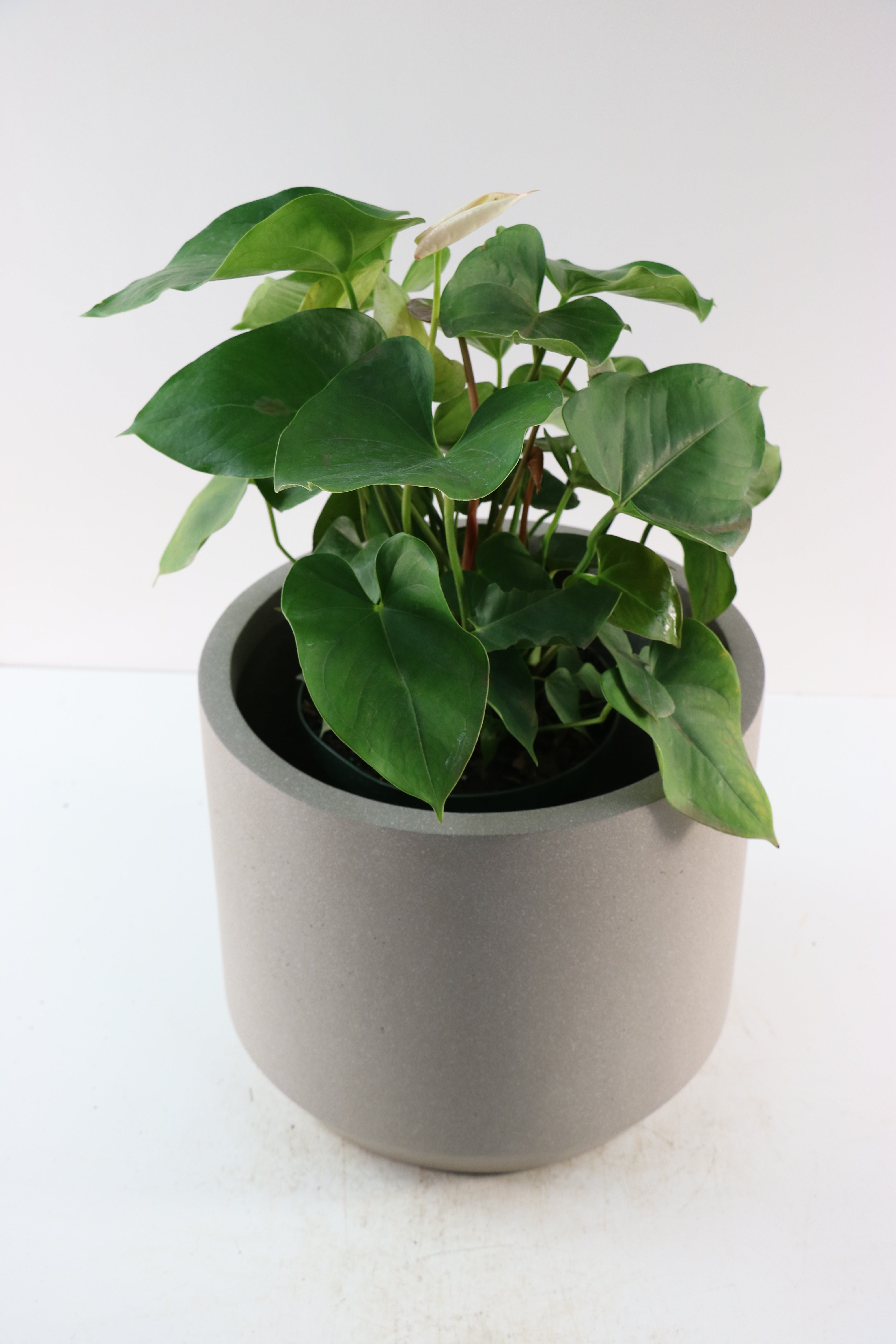 Anthurium White - 6" Pot