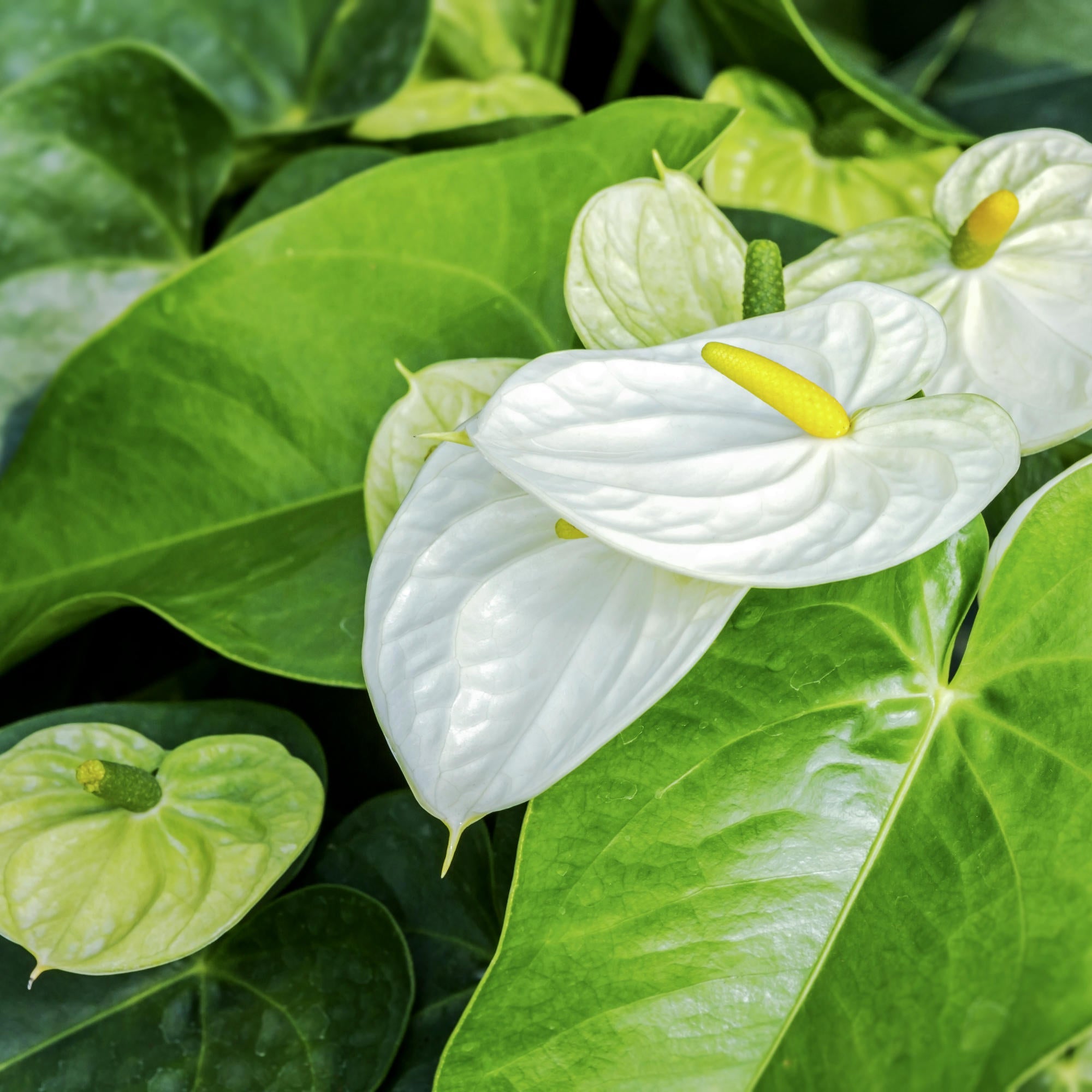 anthurium hut Anthurium White