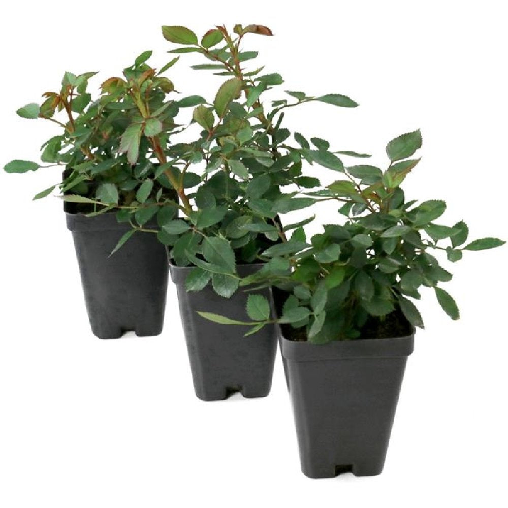 Splish Splash Mini Rose - 2.5" Pot