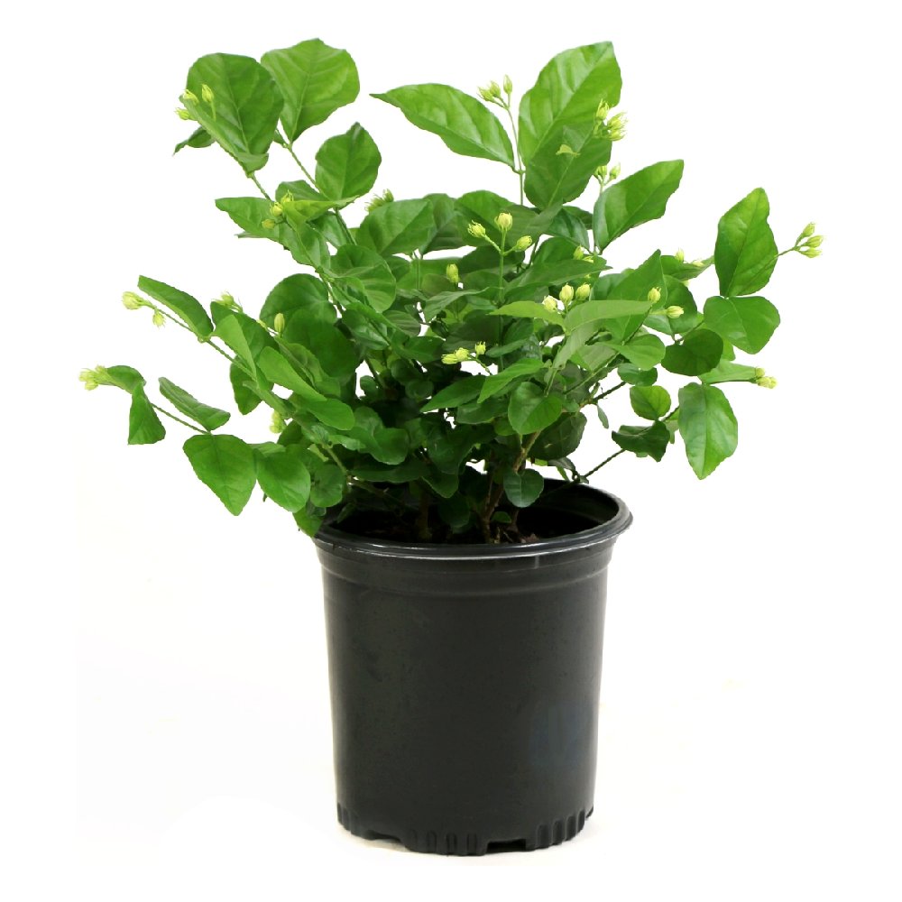 Sambac Jasmine - 1G Pot
