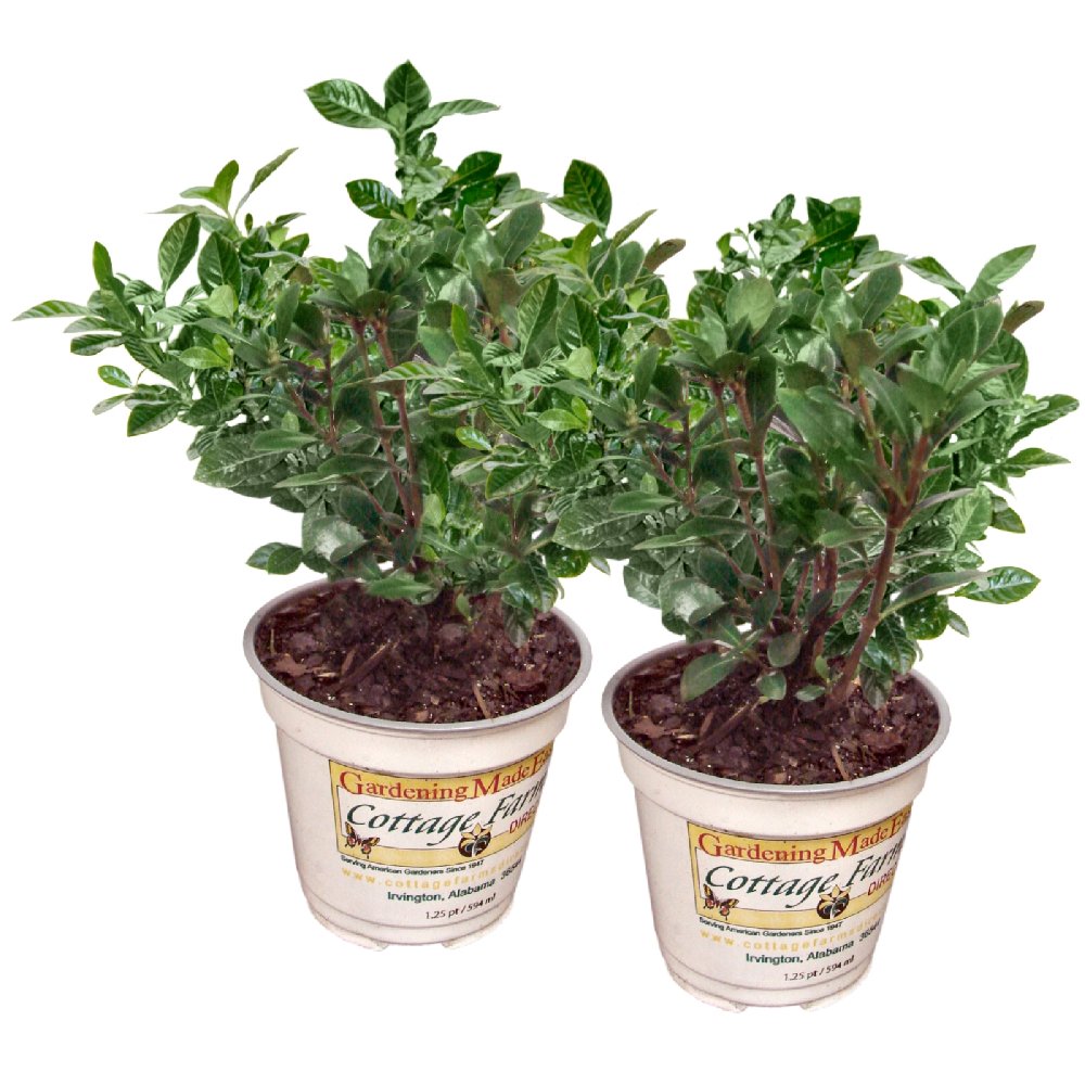 Frost Proof Gardenia - 4" Pot