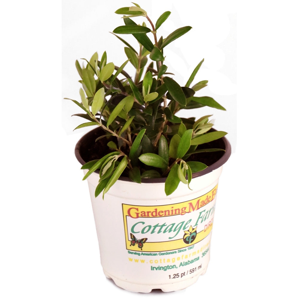 Olea 'Arbequina' Olive - 4" Pot (NOVEMBER PICK UP SALE)