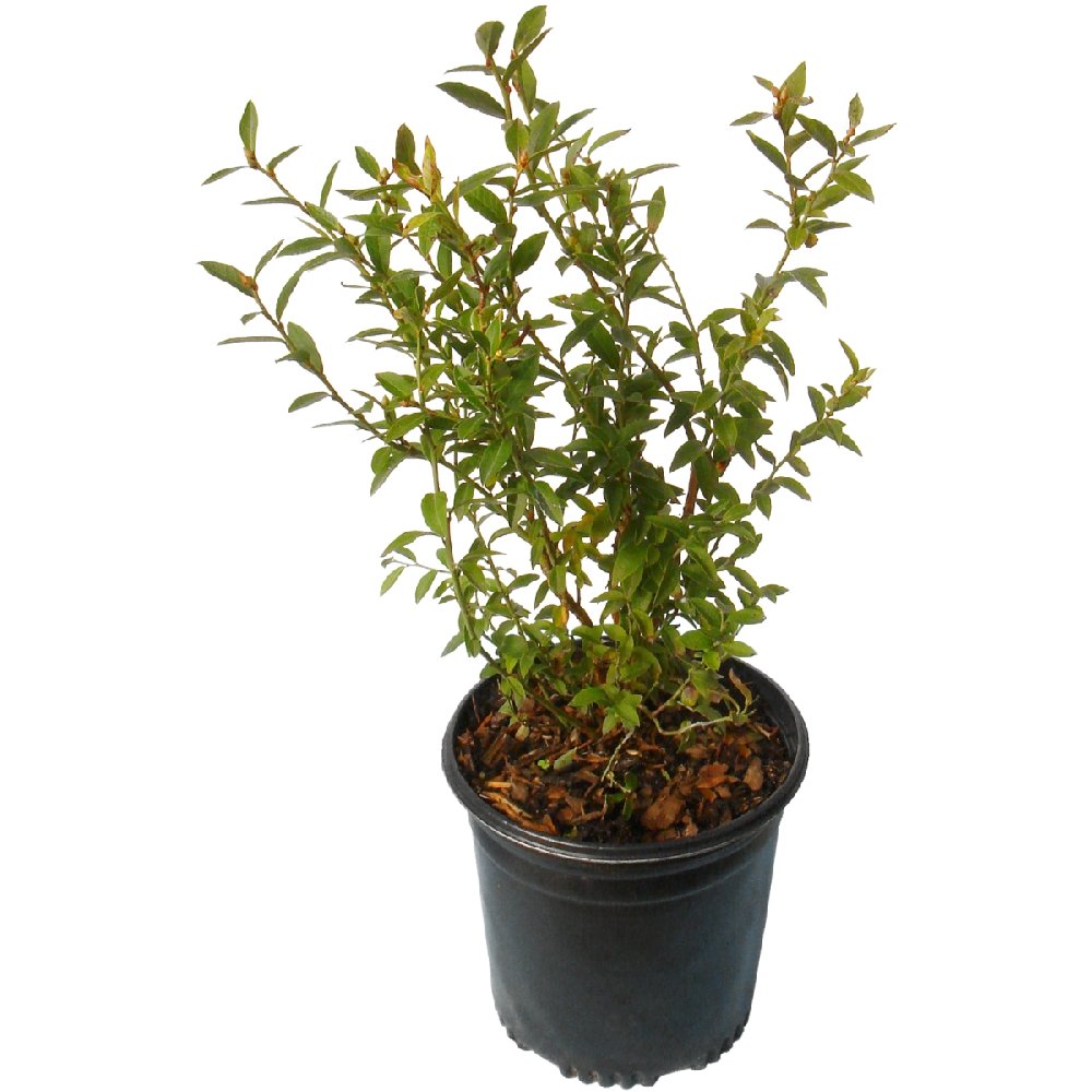 Sunshine Blue Blueberry - 1G Pot