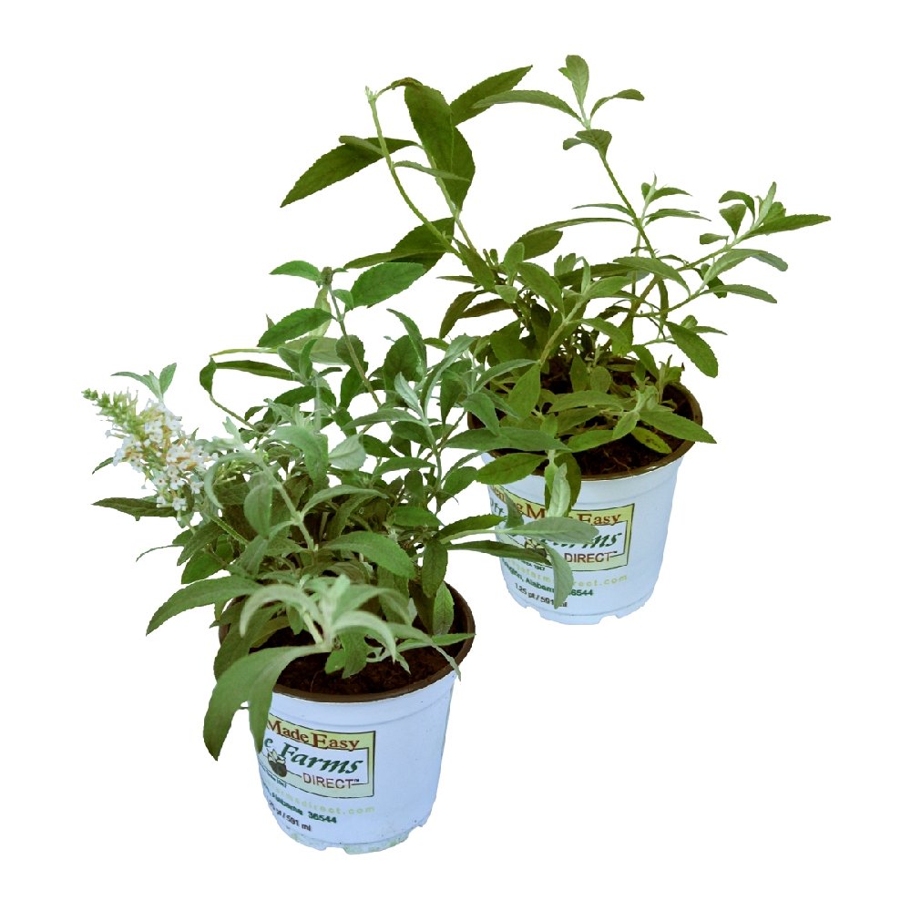 Bicolor Butterfly Bush - 4" Pot
