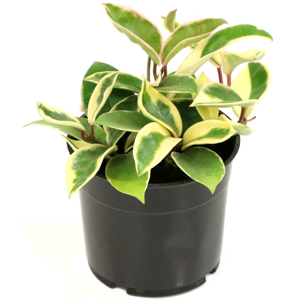 Krimson Queen Wax Plant - 5.5" Pot