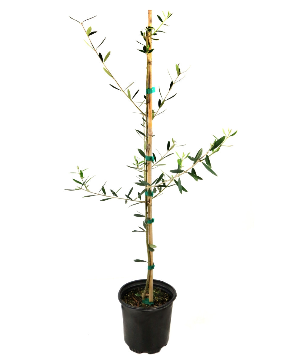 Wilson Olive Tree - 1G Pot