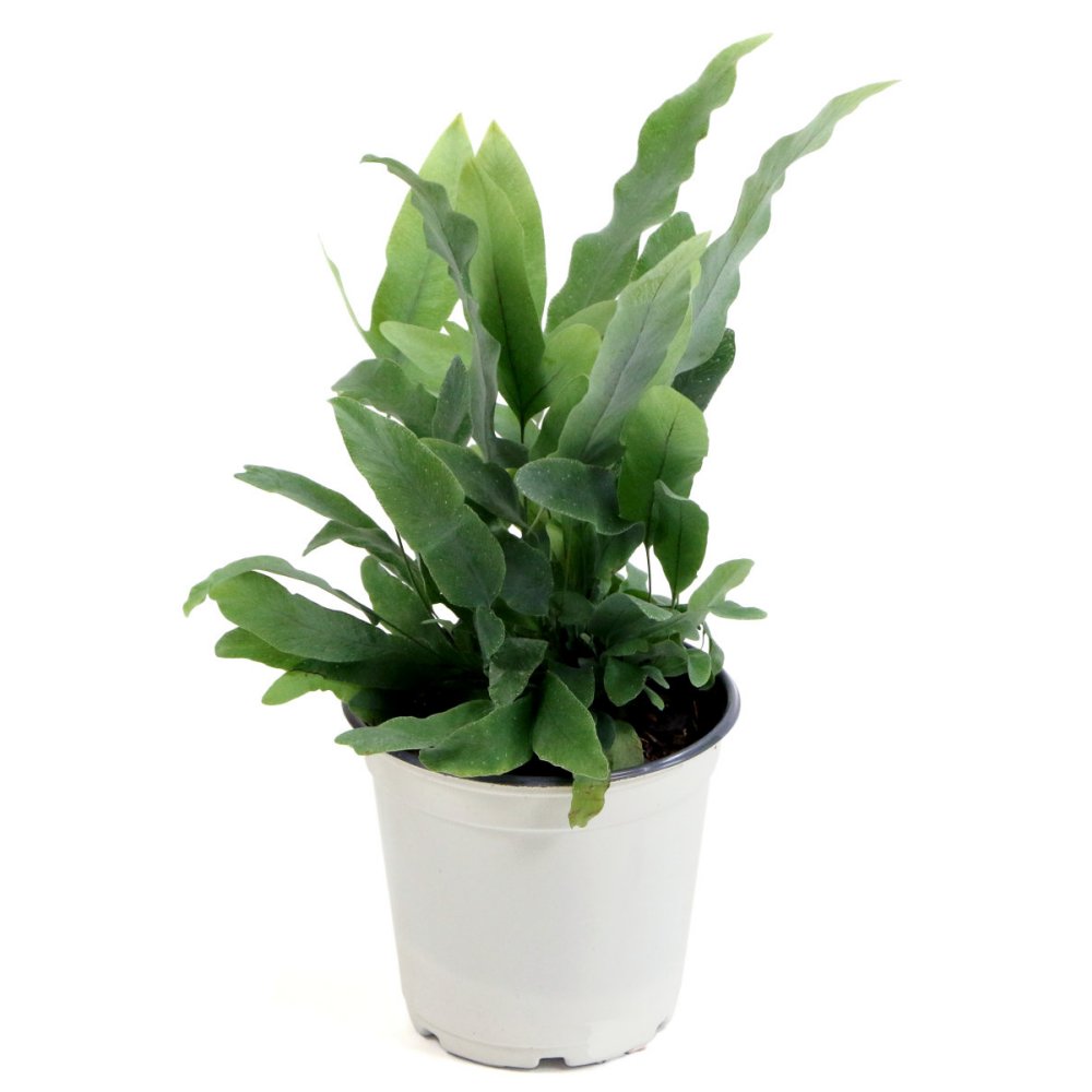 Blue Star Fern - 4" Pot