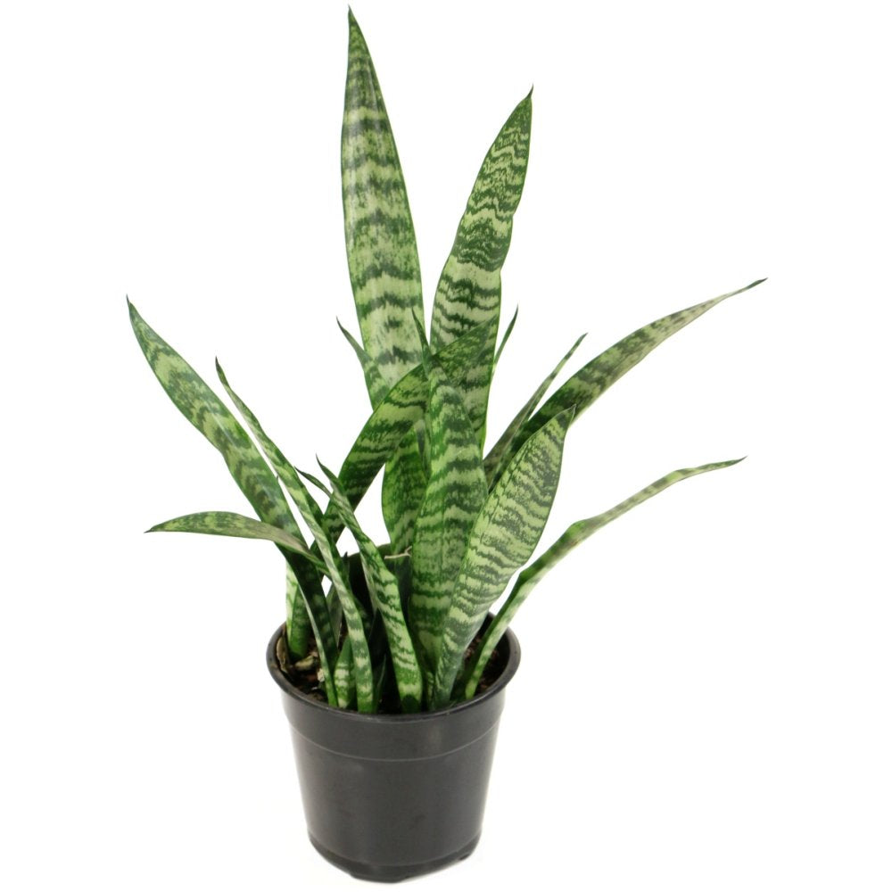 Sansevieria Snake Plant - 5.5 in. Pot