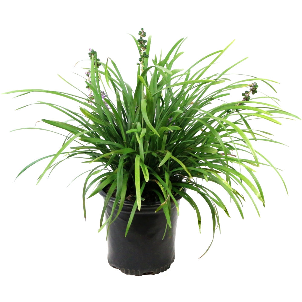 Big Blue Liriope - 1G Pot - Plant with Purpose® Collection