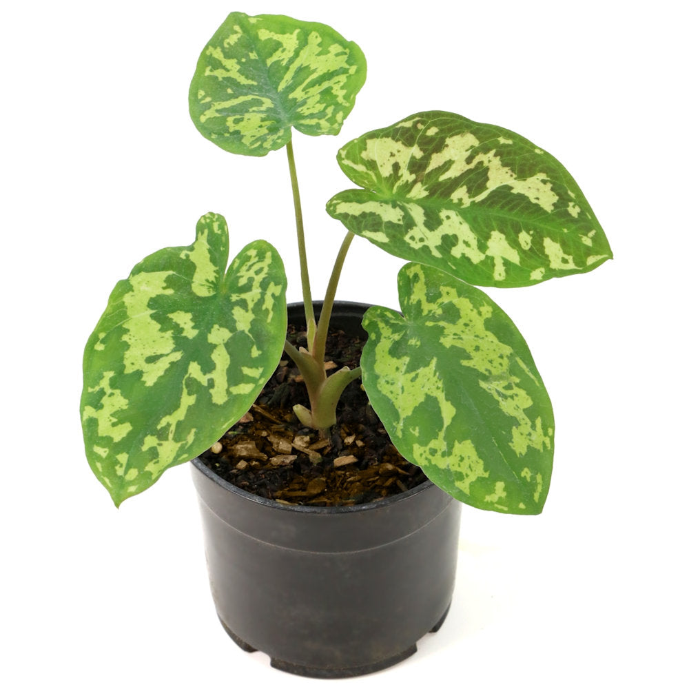 Hilo Beauty Alocasia - 1G Pot