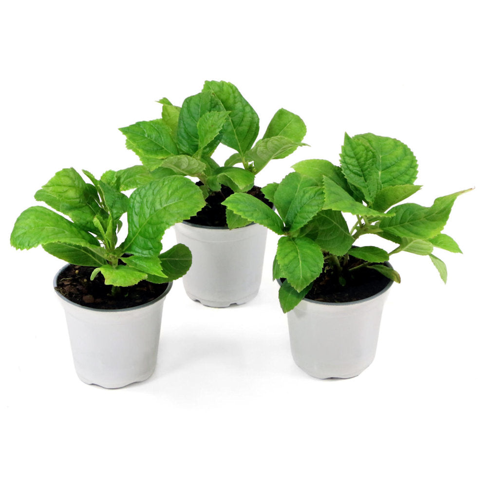 Violet Crown Hydrangea - 4" Pot