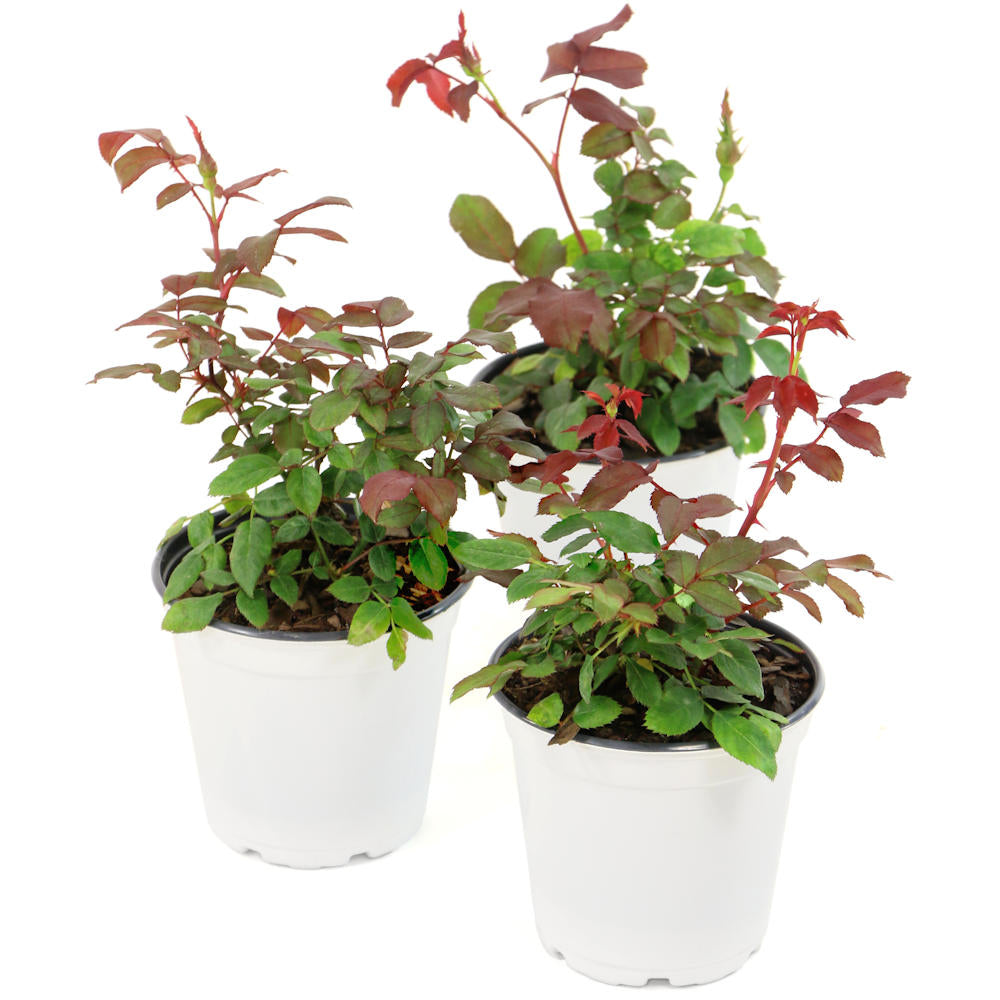 3-Piece Cupcake Mini Rose - 4" Pot