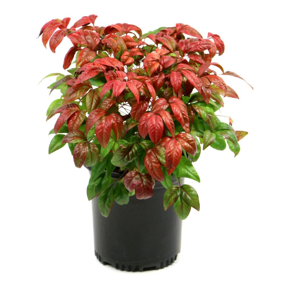 Nandina 'Fire Power' Heavenly Bamboo - 3 Gallon Pot