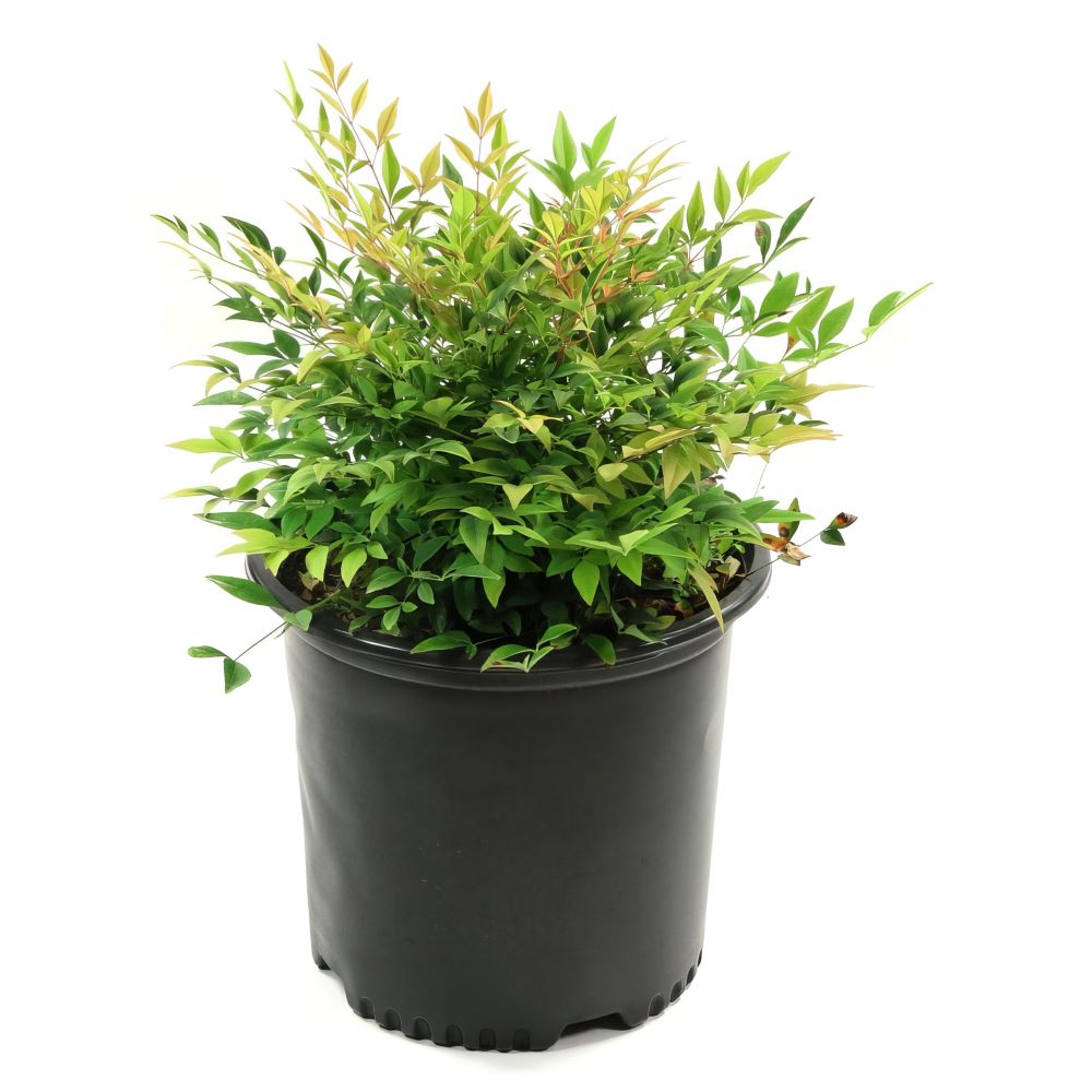 Nandina 'Gulf Stream' Heavenly Bamboo - 1 Gallon Pot
