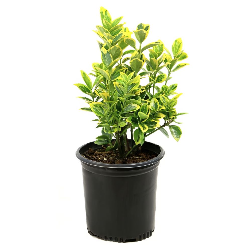 Golden Euonymus - 1G Pot