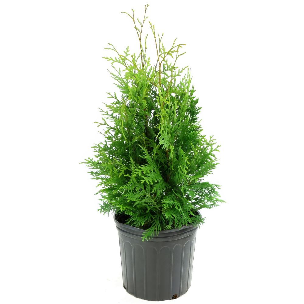 Thuja, 'Green Giant' Arborvitae - 1 Gallon Pot (NOVEMBER PICK UP SALE)