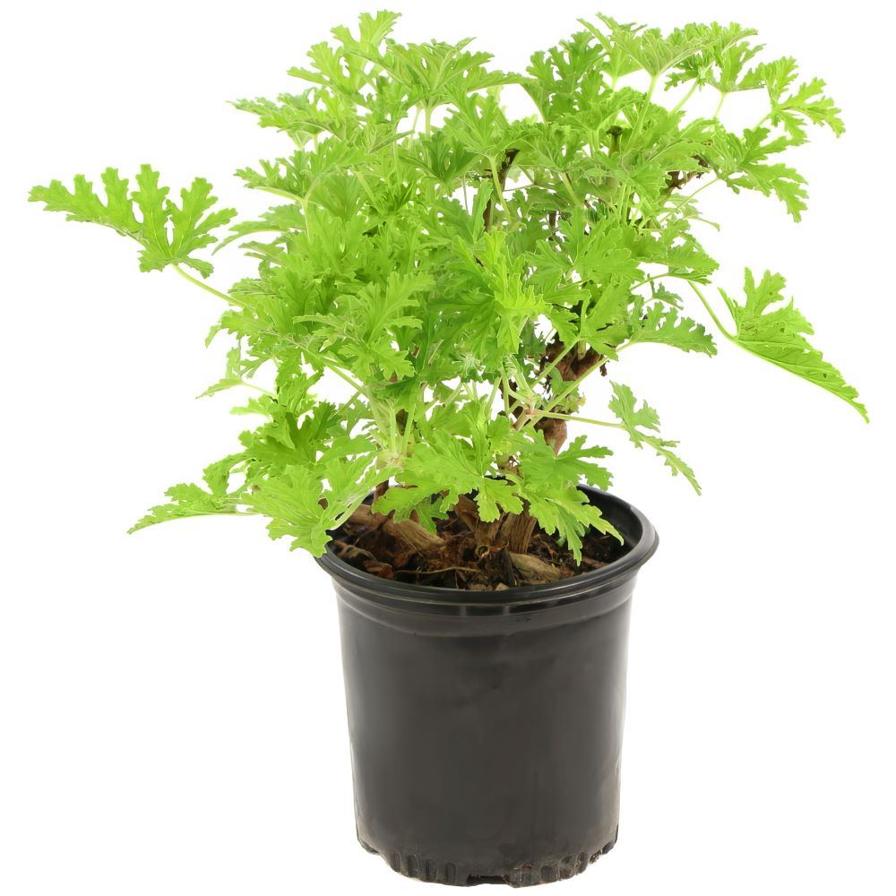 cottage farms direct 2.5 qt. citronella lavender blooms mosquito plant Citronella Mosquito Plant - 1G Pot