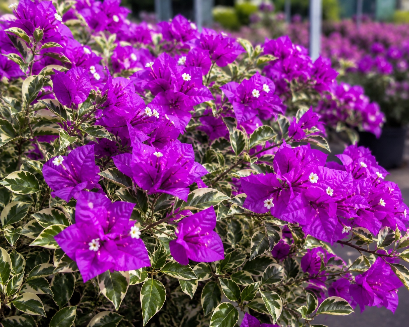 Bougainvillea 'Blueberry Ice' - 1 Gallon Pot