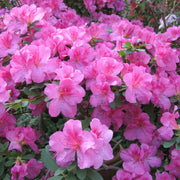 FlorAmore Lavender Reblooming Azalea - 1 Gallon Pot