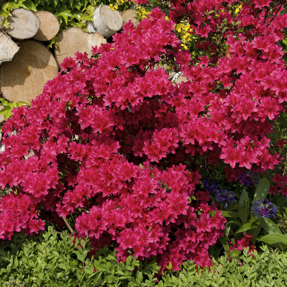 Azalea 'Johanna' - 1 Gallon Pot