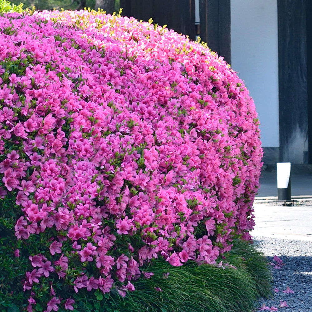 Azalea 'Karen' - 1 Gallon Pot