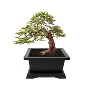 Bonsai Tree Grow Kit - 4 oz