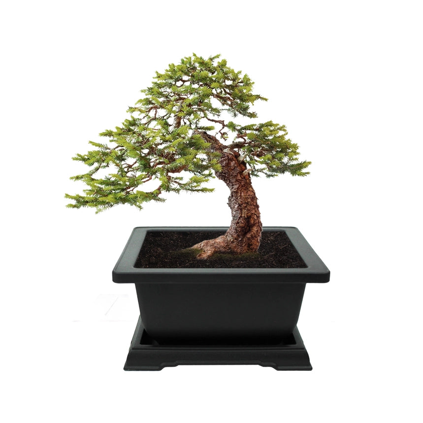 Bonsai Tree Grow Kit - 4 oz