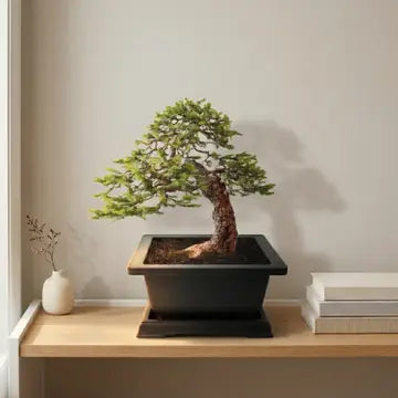 Bonsai Tree Grow Kit - 4 oz