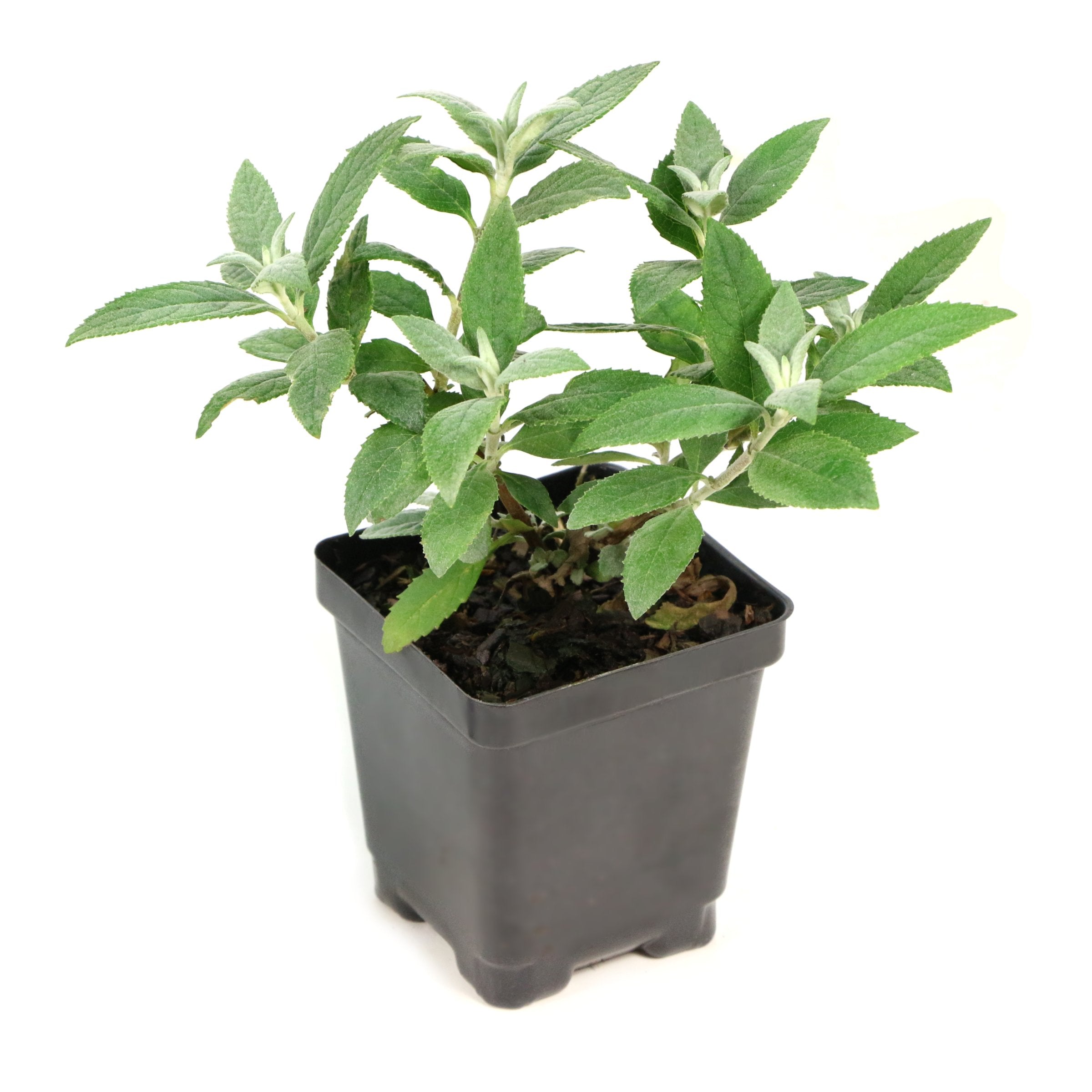 Buddleia 'Bicolor' Butterfly Bush - 3.25" Pot