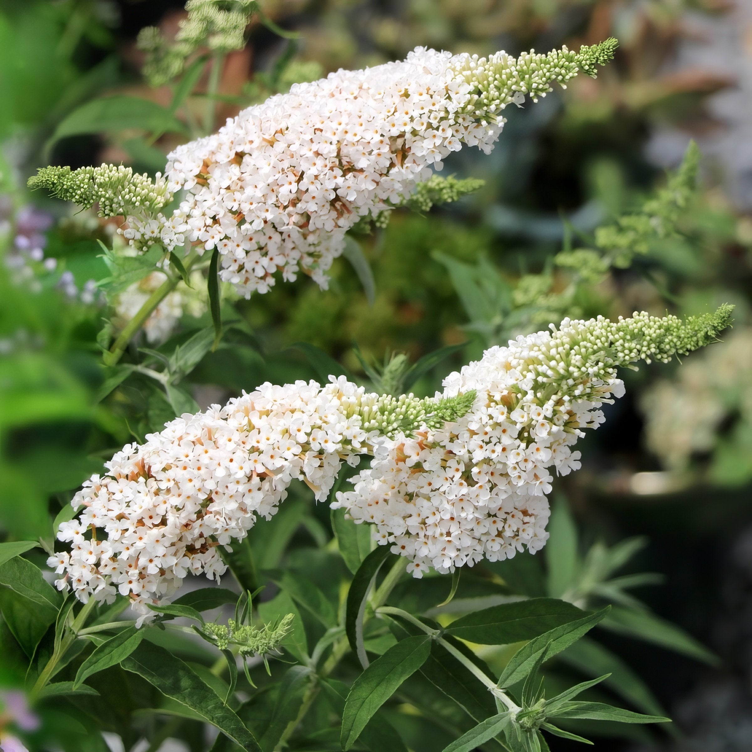 Buddleia 'White Towers' Butterfly Bush - 3 Gallon (PICK UP ONLY)