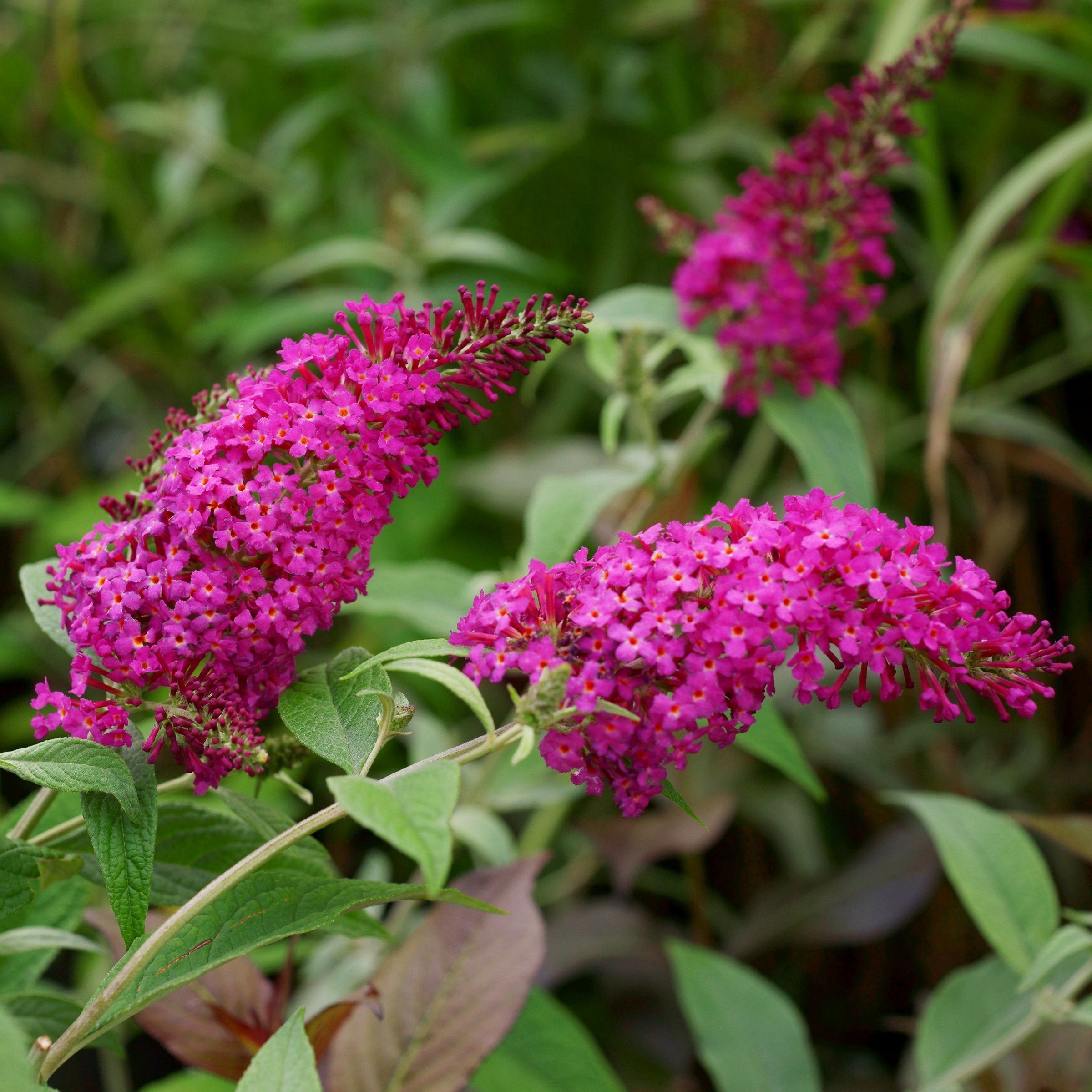 Royal Red' Butterfly Bush - 1 Gallon Pot