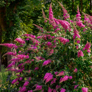 Buddleia 'Royal Red' Butterfly Bush  (Has Magenta Purple Flowers) - 1 Gallon Pot