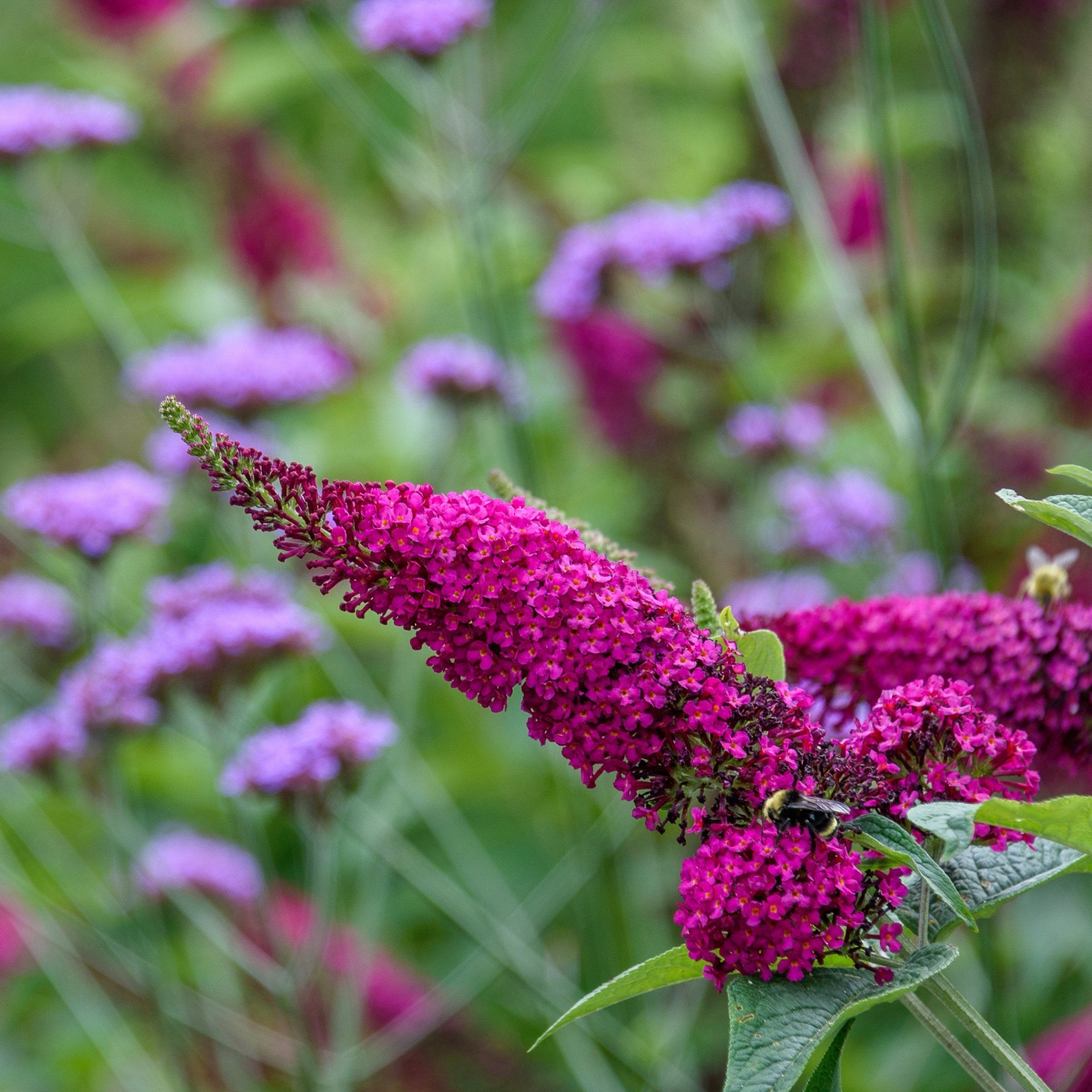 Royal Red' Butterfly Bush - 1 Gallon Pot