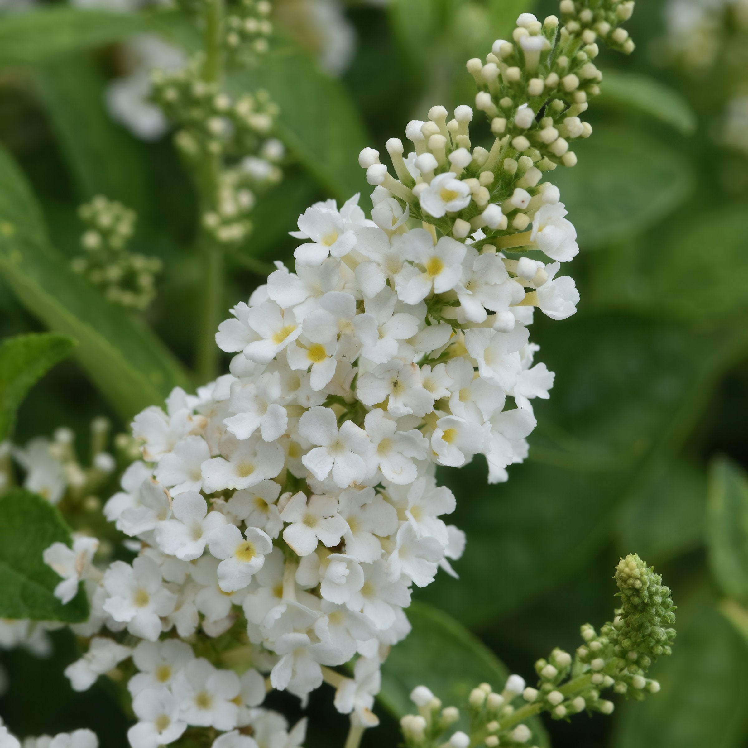 Buddleia 'White Towers' Butterfly Bush - 3 Gallon (PICK UP ONLY)
