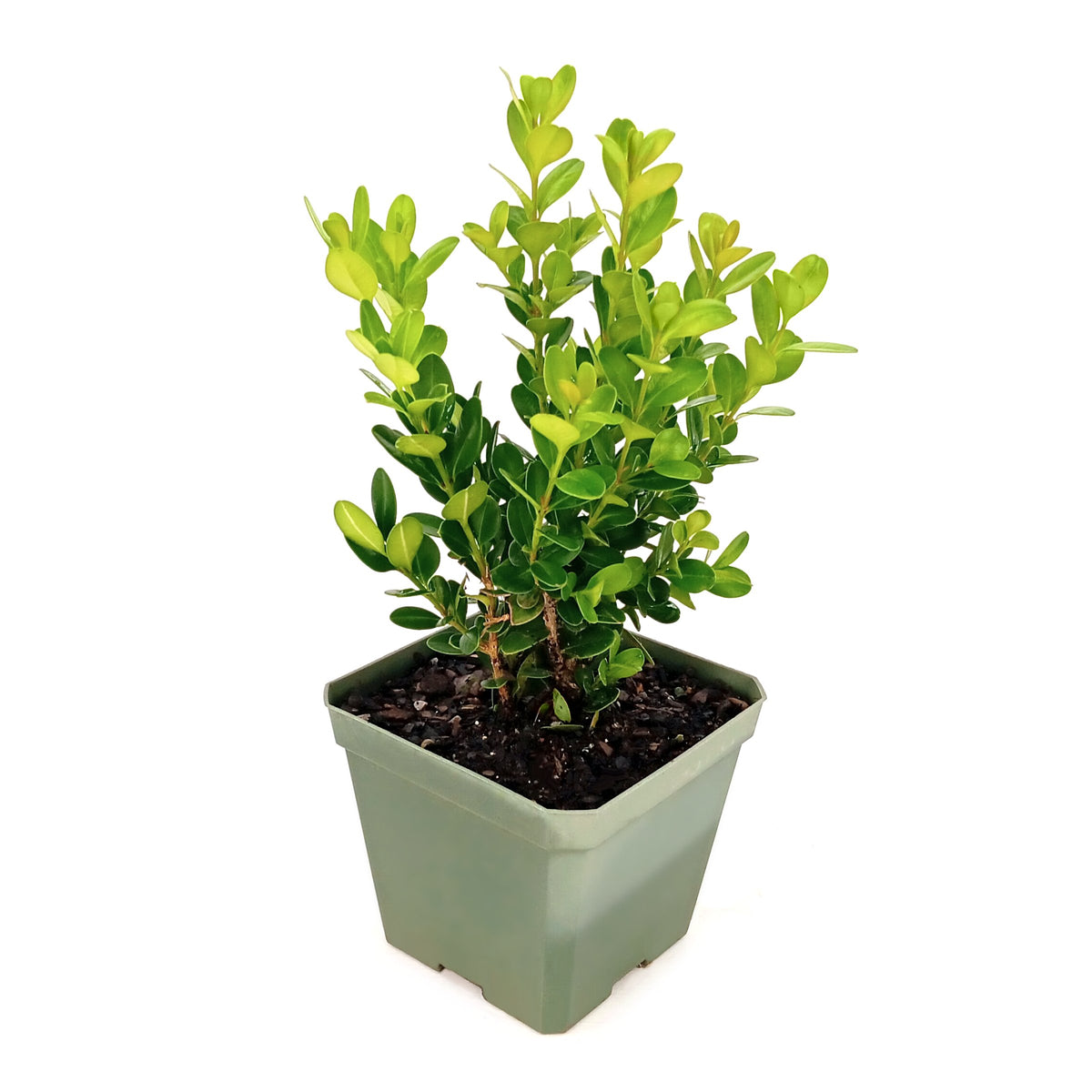 Buxus, 'Wintergreen' Boxwood - 4" Pot (NOVEMBER PICK UP SALE)