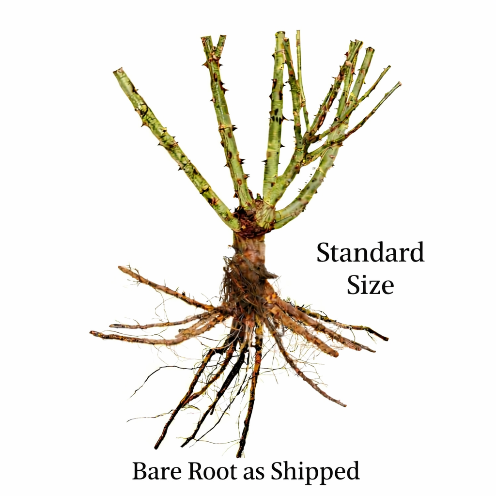 Rio Samba Rose - Bare Root