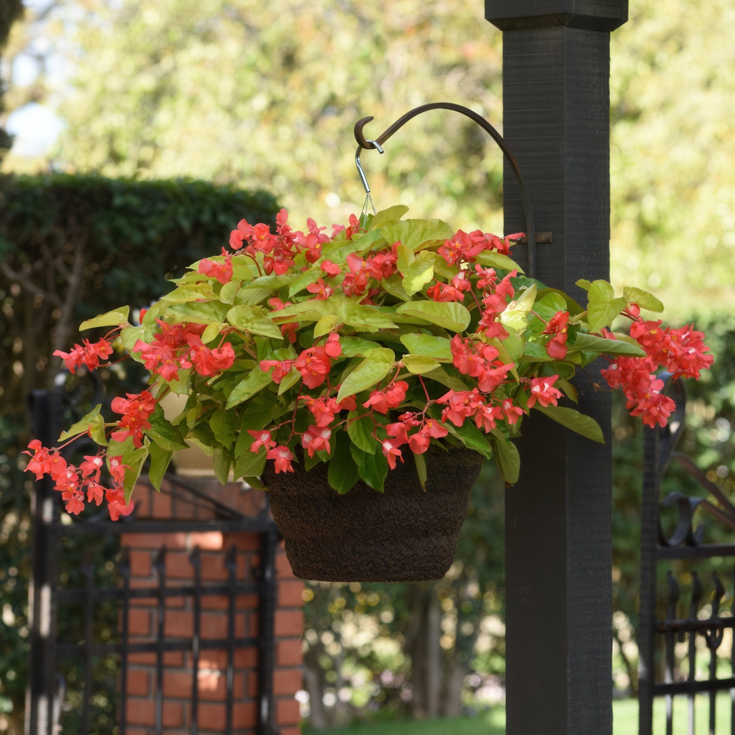 'Canary Wings' Begonia - 4" Pot (PICK UP ONLY)