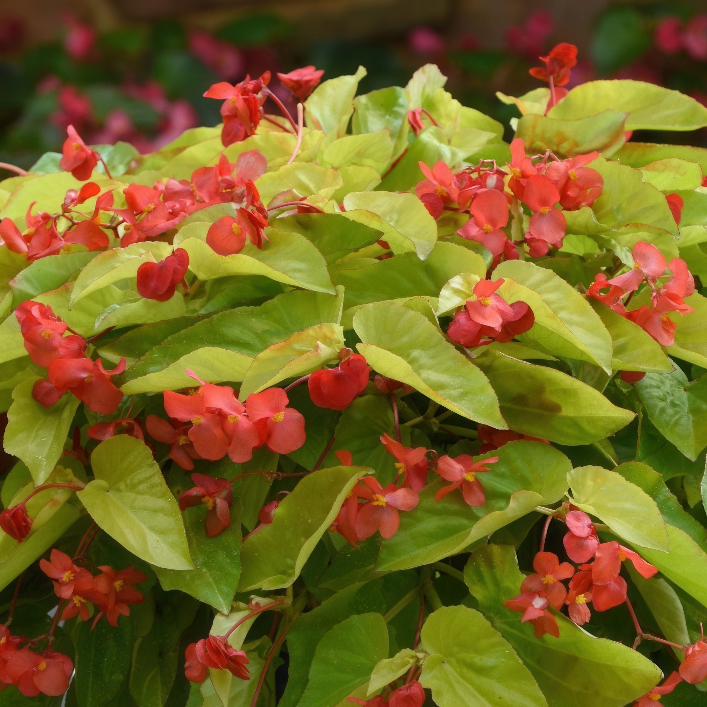 Canary Wings' Begonia - 4" Pot