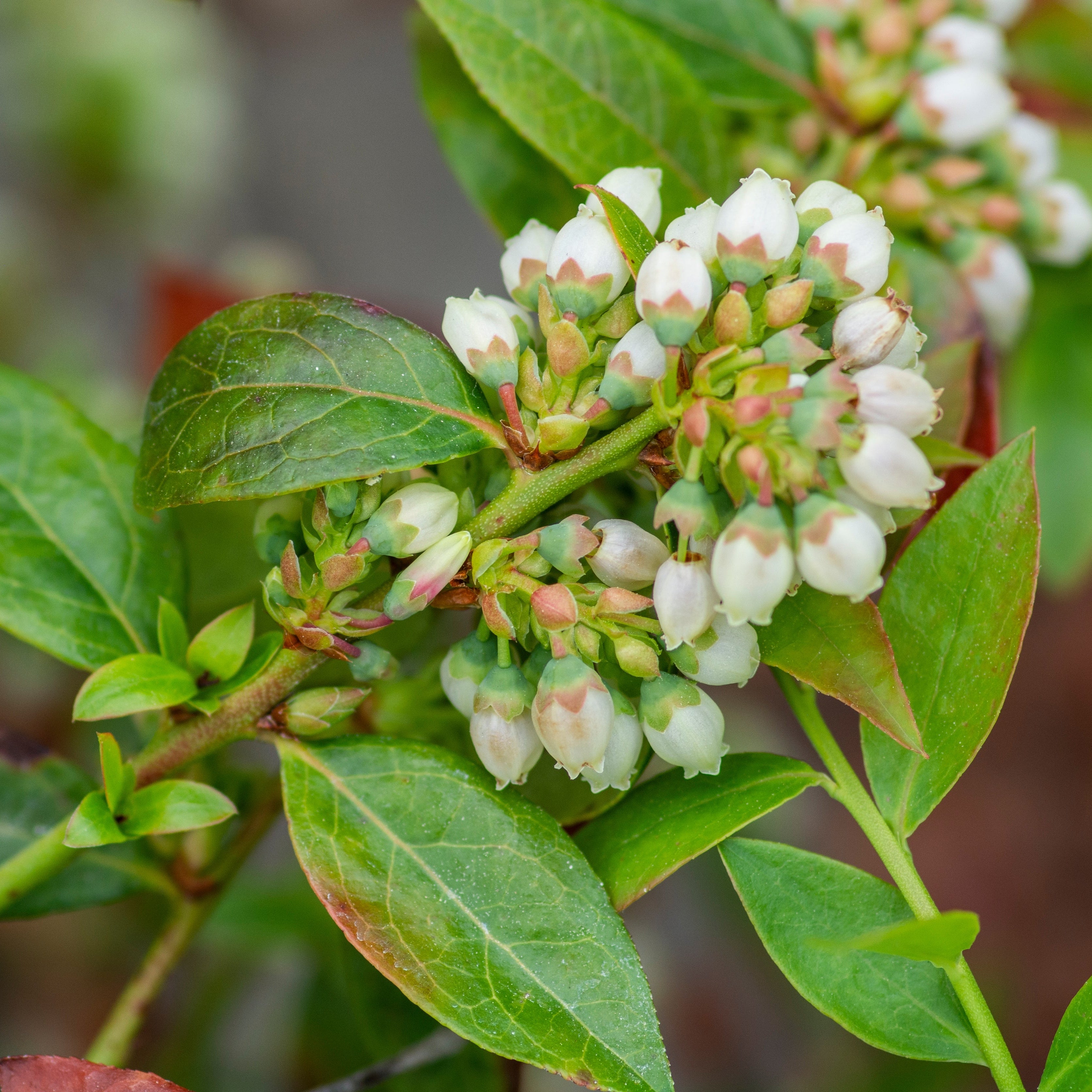 Vaccinium 'Midnight Cascade' Blueberry - 1 Gallon Pot