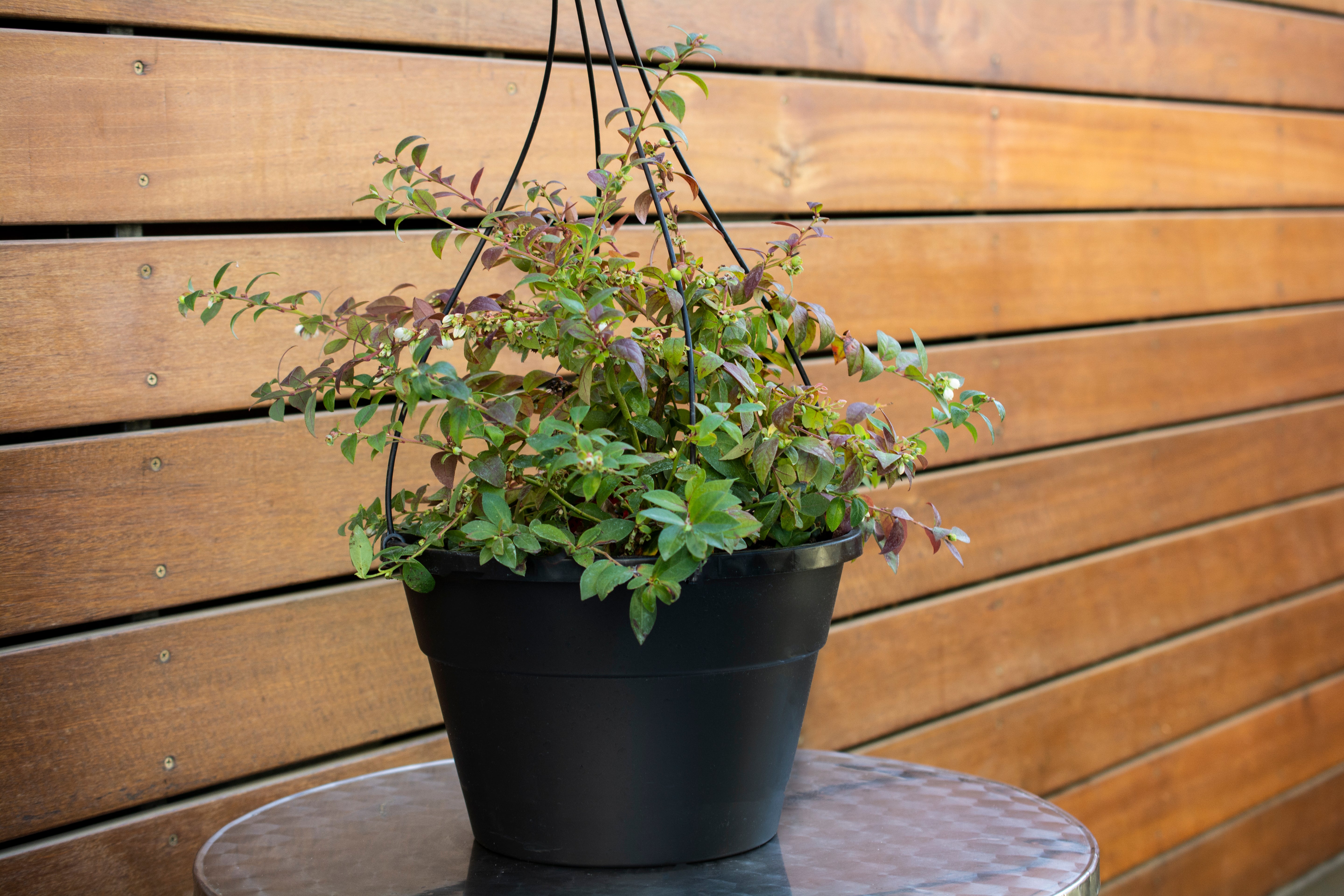 Vaccinium, Blueberry Midnight Cascade - 1 Gallon (Pick Up Sale)