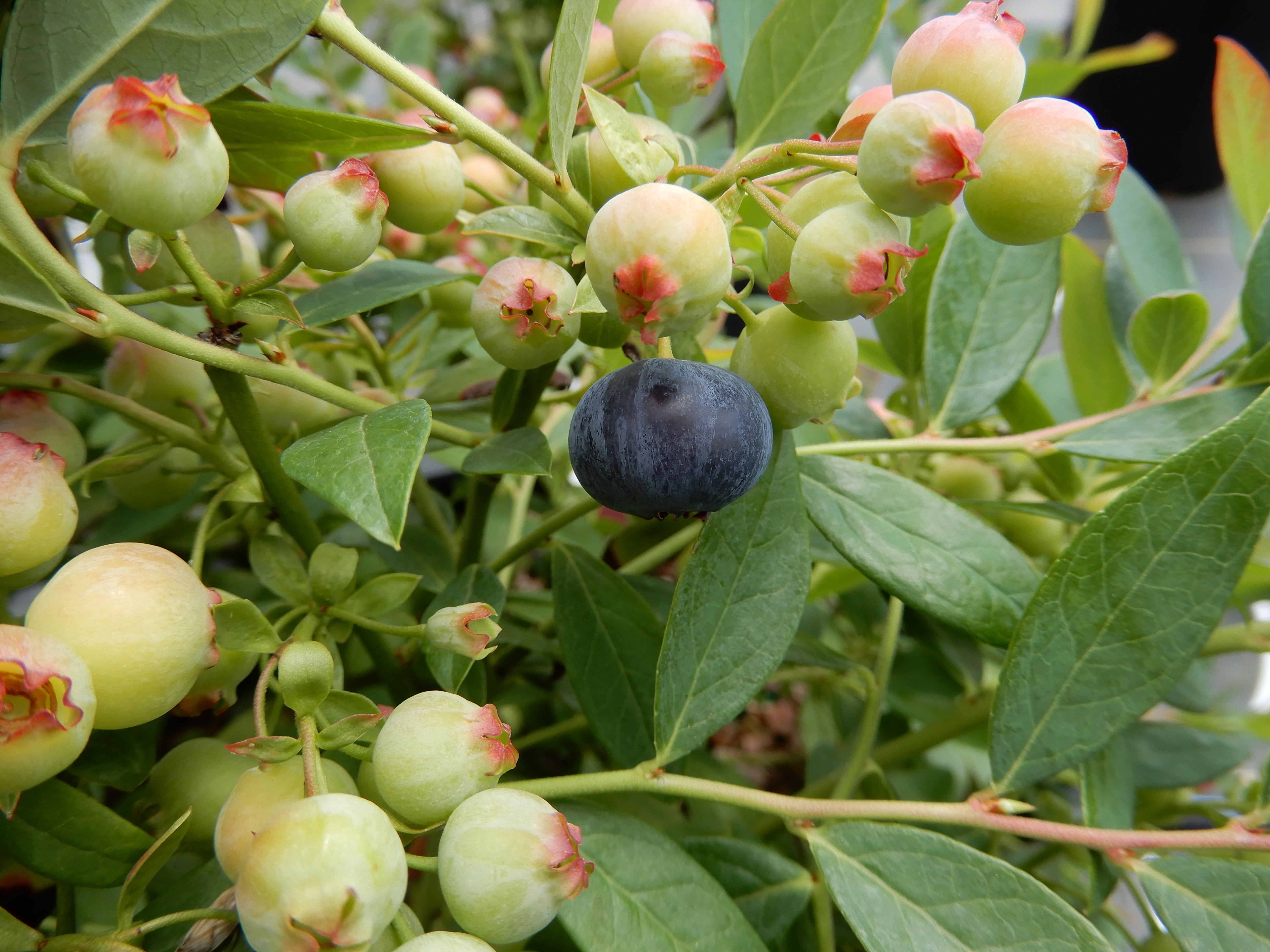 Vaccinium, Blueberry Sapphire Cascade - 1 Gallon (Pick Up Sale)