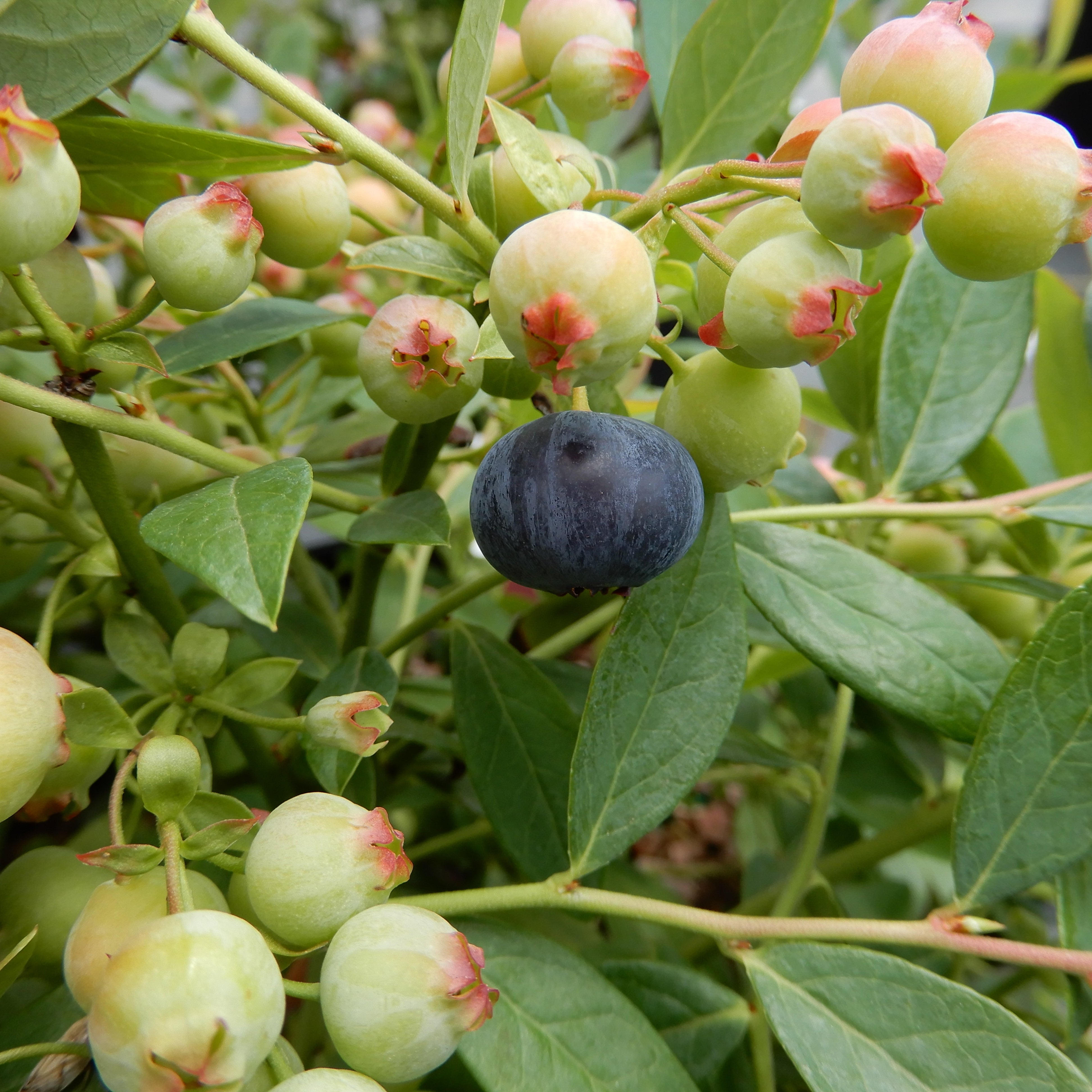 Vaccinium 'Sapphire Cascade' Blueberry - 1 Gallon Pot