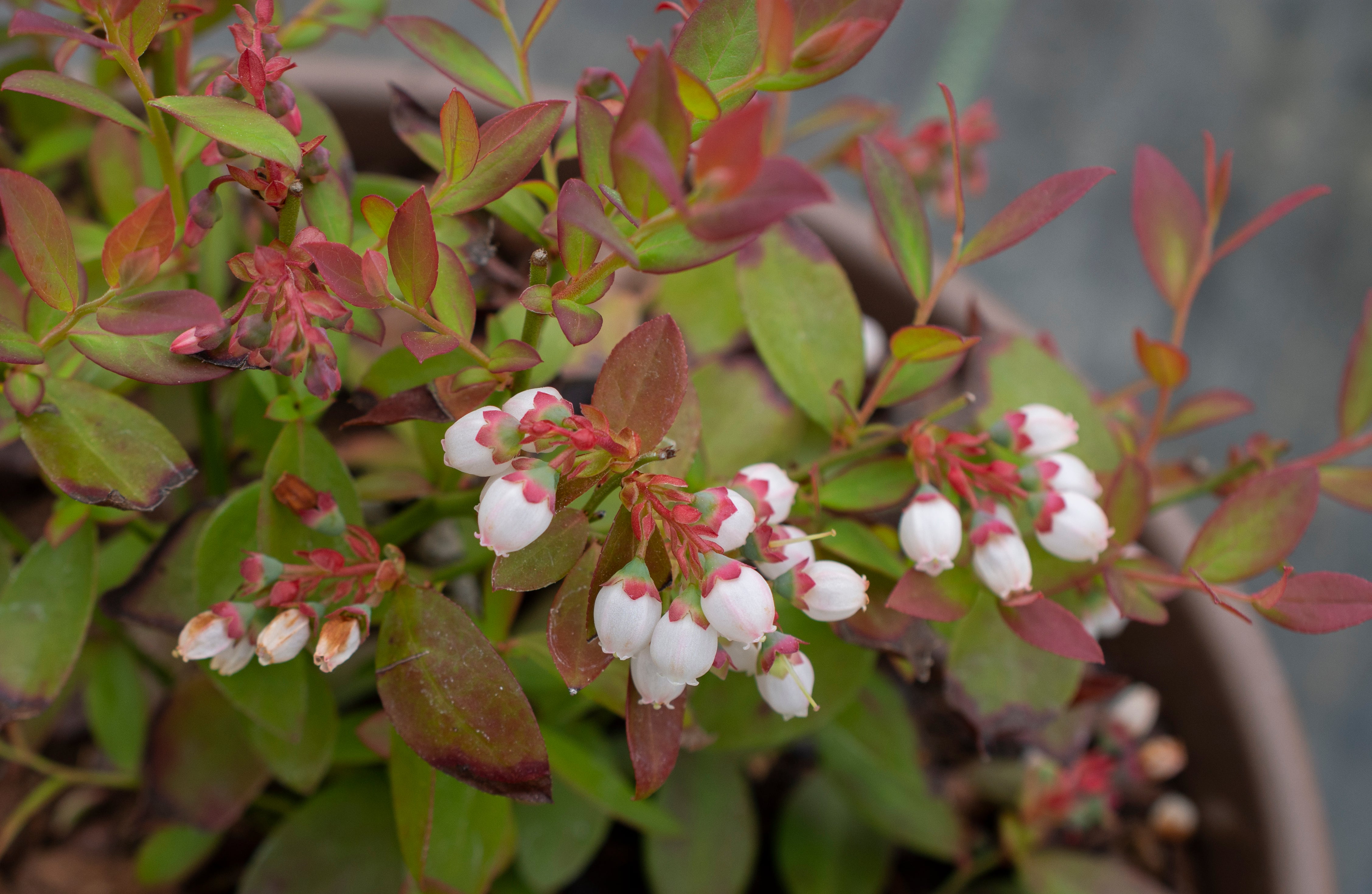 Vaccinium, Blueberry Sapphire Cascade - 1 Gallon (Pick Up Sale)