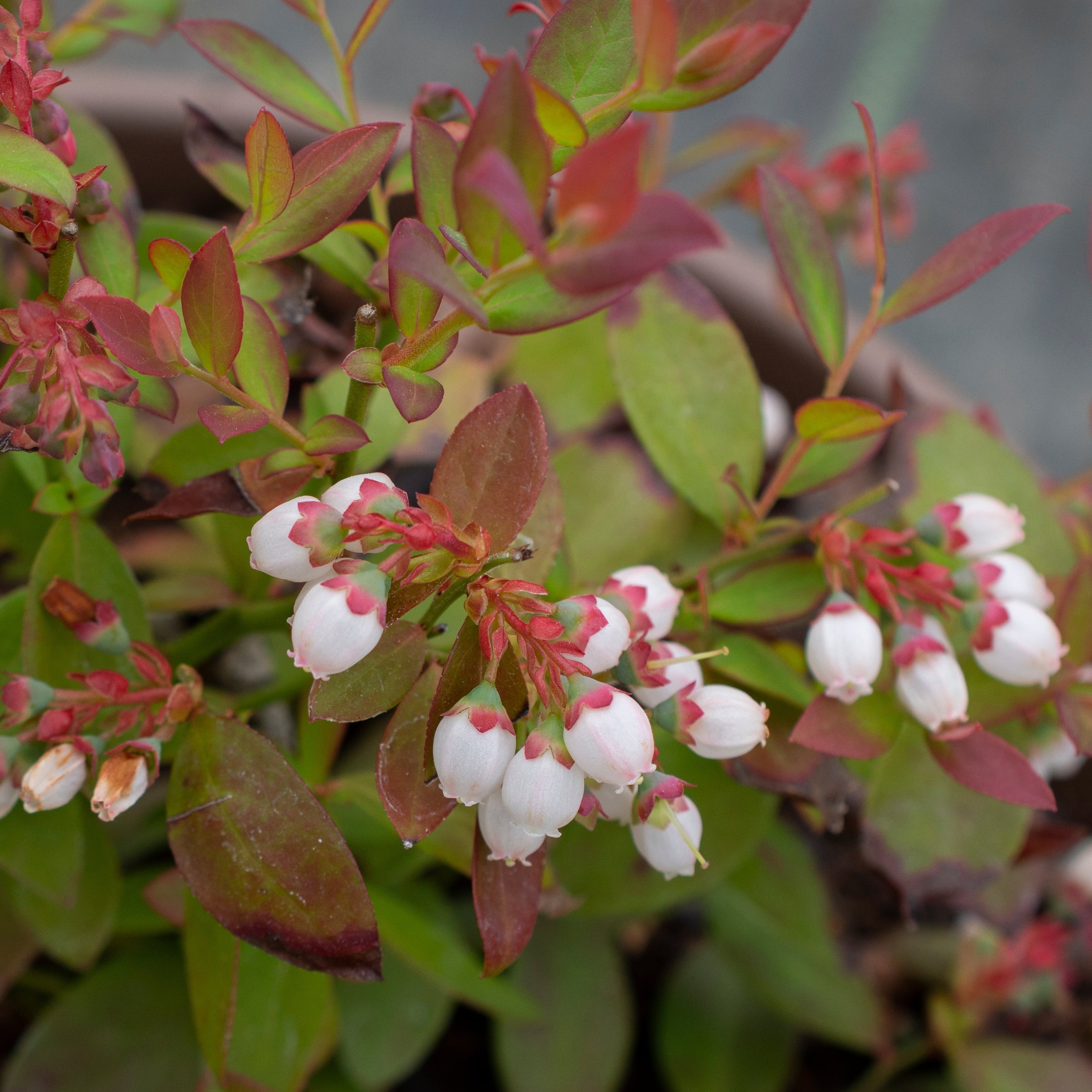 Vaccinium 'Sapphire Cascade' Blueberry - 1 Gallon Pot