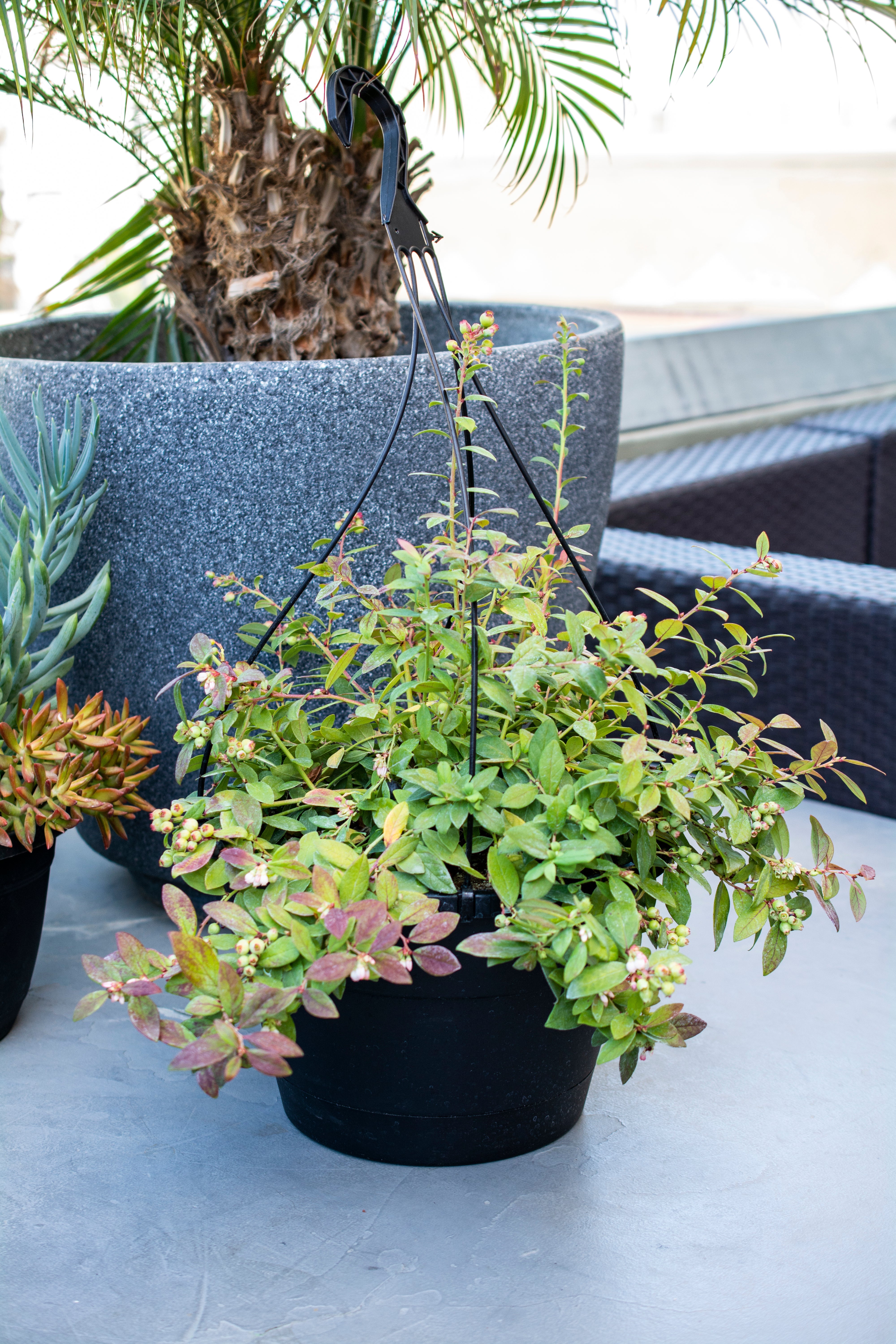 Vaccinium 'Sapphire Cascade' Blueberry - 1 Gallon Pot