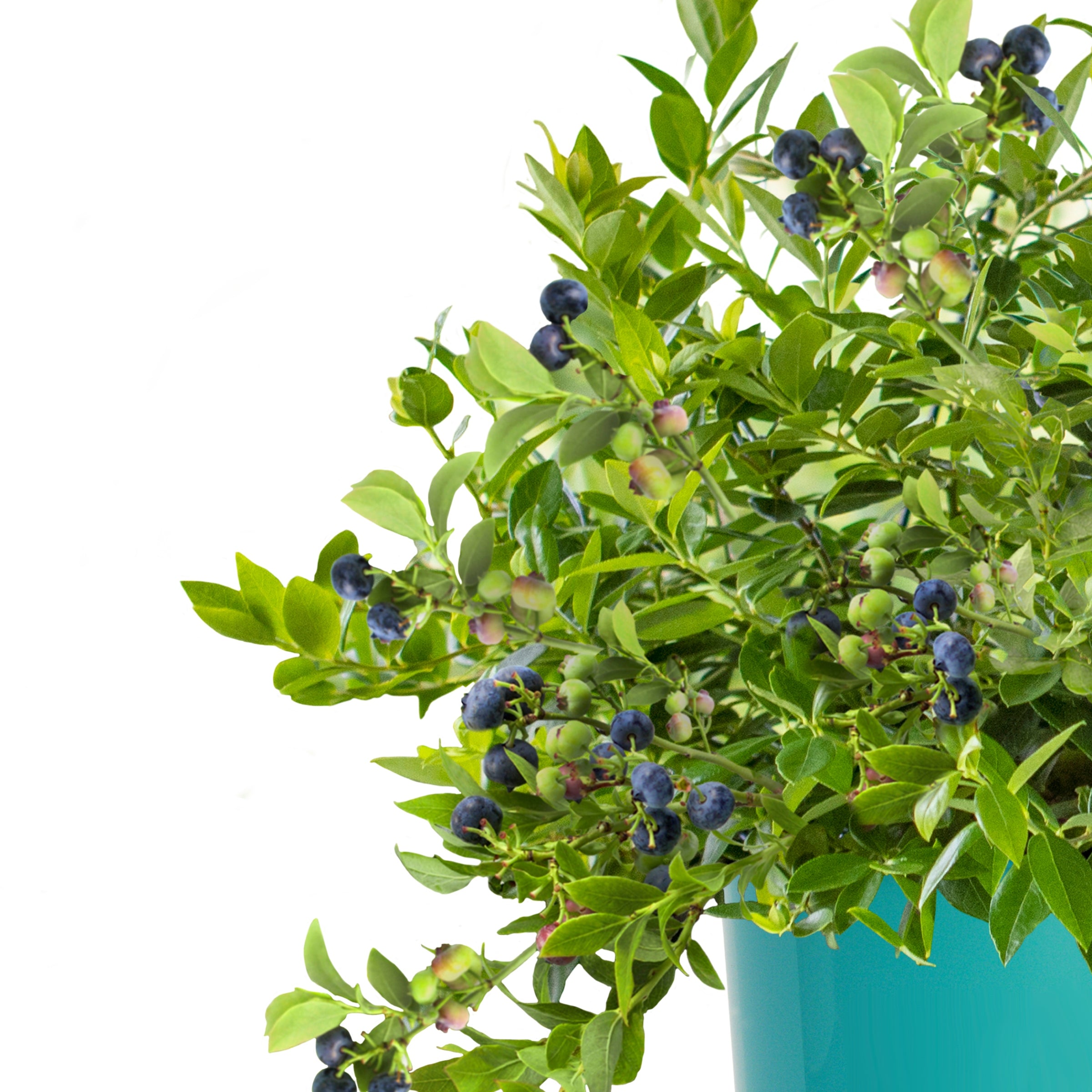 Vaccinium 'Midnight Cascade' Blueberry - 1 Gallon Pot