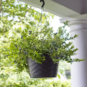 Vaccinium 'Midnight Cascade' Blueberry - 1 Gallon Pot